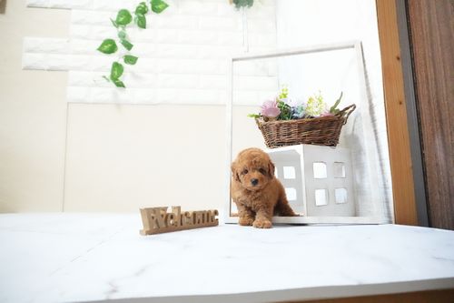 滋賀県のトイプードル(タイニー) (いっぷく湖南店/2025年11月15日生まれ/男の子/レッドフォーン)の子犬の1枚目の画像