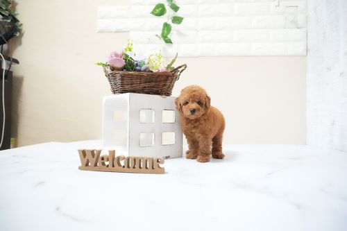 滋賀県のトイプードル(タイニー) (いっぷく湖南店/2025年11月15日生まれ/男の子/レッドフォーン)の子犬の2枚目の画像