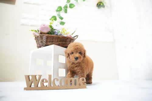 滋賀県のトイプードル(タイニー) (いっぷく湖南店/2025年11月15日生まれ/男の子/レッドフォーン)の子犬の3枚目の画像