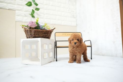 滋賀県のトイプードル(タイニー) (いっぷく湖南店/2025年11月15日生まれ/男の子/レッドフォーン)の子犬の4枚目の画像