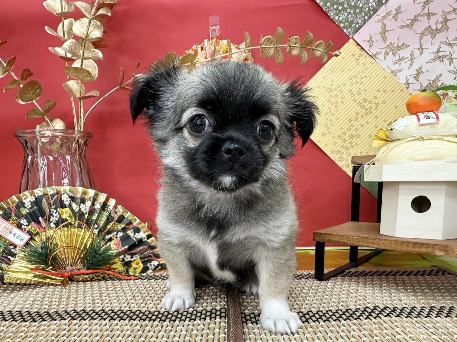 北海道のポメチワ/チワポメ/ポメチー(ポメラニアン×チワワ) (ラブワンコ カインズ大曲店/2025年11月2日生まれ/女の子/フォーン)の子犬