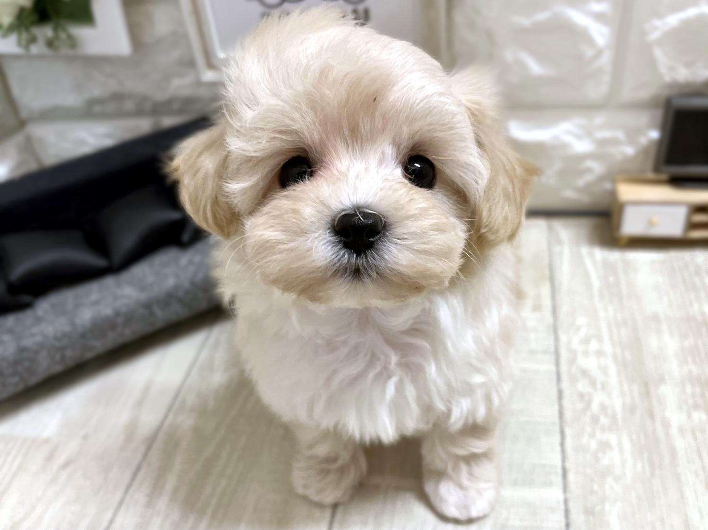 大阪府のマルプー(マルチーズ×プードル) (DOGMAN平野瓜破店/2025年12月1日生まれ/女の子/クリーム)の子犬の1枚目の画像