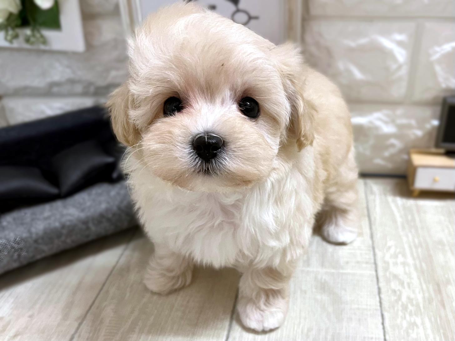 大阪府のマルプー(マルチーズ×プードル) (DOGMAN平野瓜破店/2025年12月1日生まれ/女の子/クリーム)の子犬の2枚目の画像