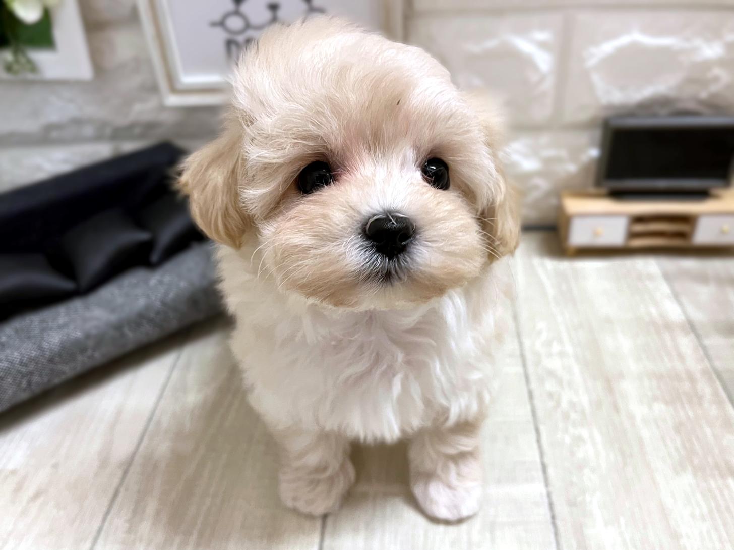 大阪府のマルプー(マルチーズ×プードル) (DOGMAN平野瓜破店/2025年12月1日生まれ/女の子/クリーム)の子犬の3枚目の画像