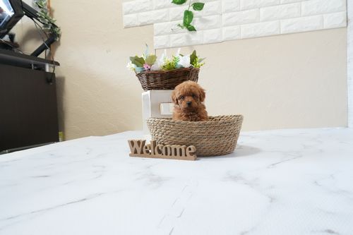 滋賀県のトイプードル(ティーカップ) (いっぷく湖南店/2026年1月15日生まれ/女の子/レッドフォーン)の子犬の1枚目の画像