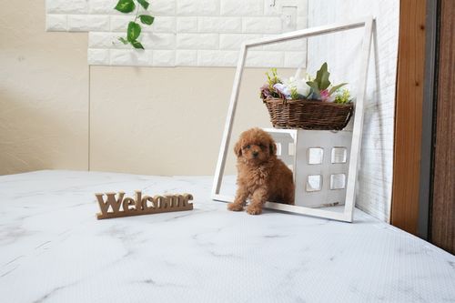 滋賀県のトイプードル(ティーカップ) (いっぷく湖南店/2026年1月15日生まれ/女の子/レッドフォーン)の子犬の2枚目の画像