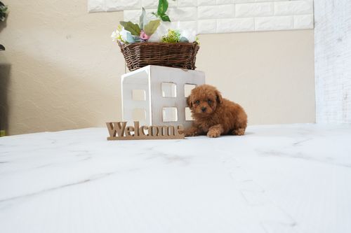 滋賀県のトイプードル(ティーカップ) (いっぷく湖南店/2026年1月15日生まれ/女の子/レッドフォーン)の子犬の3枚目の画像