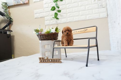 滋賀県のトイプードル(ティーカップ) (いっぷく湖南店/2026年1月15日生まれ/女の子/レッドフォーン)の子犬の4枚目の画像