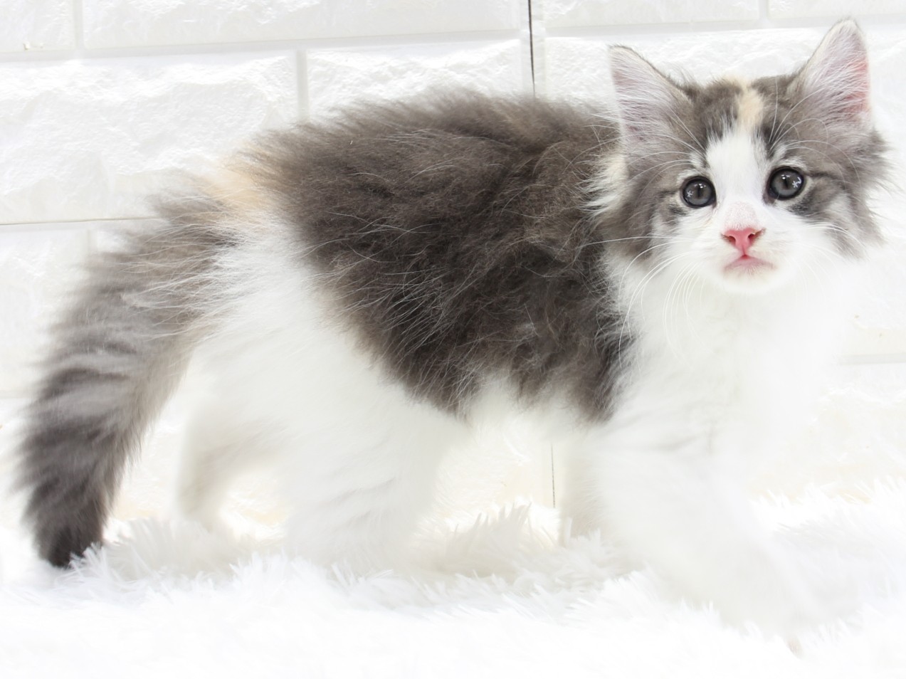 愛知県のノルウェージャンフォレストキャット (猫福家 名古屋南店/2026年2月20日生まれ/女の子/ブルーパッチドマッカレルタビーホワイト)の子猫の1枚目の画像