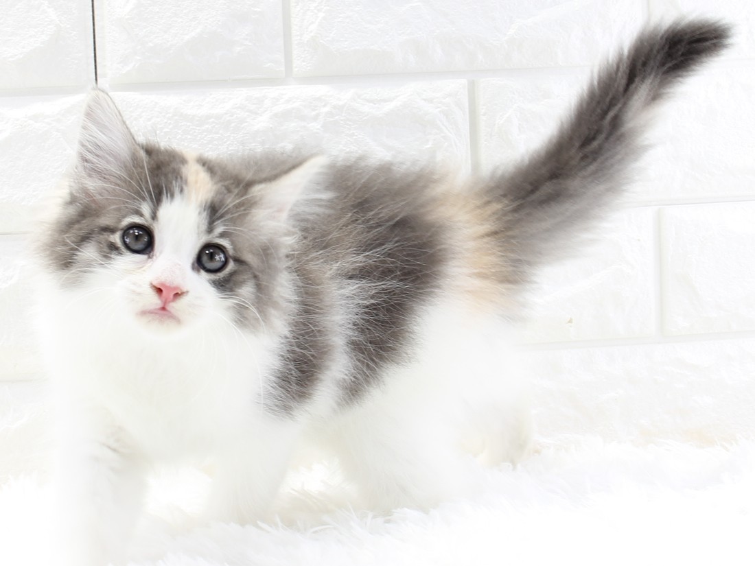 愛知県のノルウェージャンフォレストキャット (猫福家 名古屋南店/2026年2月20日生まれ/女の子/ブルーパッチドマッカレルタビーホワイト)の子猫の2枚目の画像