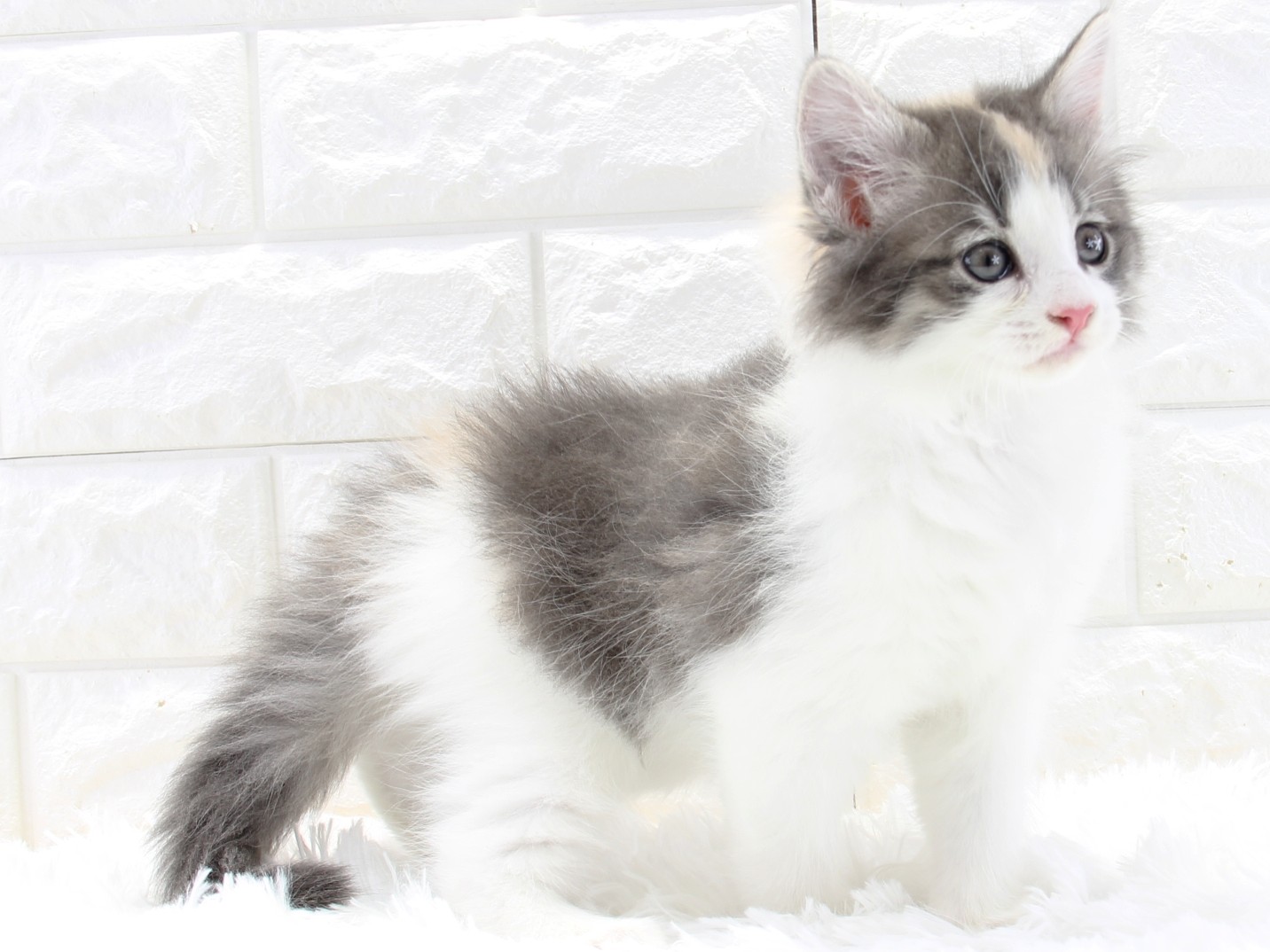 愛知県のノルウェージャンフォレストキャット (猫福家 名古屋南店/2026年2月20日生まれ/女の子/ブルーパッチドマッカレルタビーホワイト)の子猫の3枚目の画像