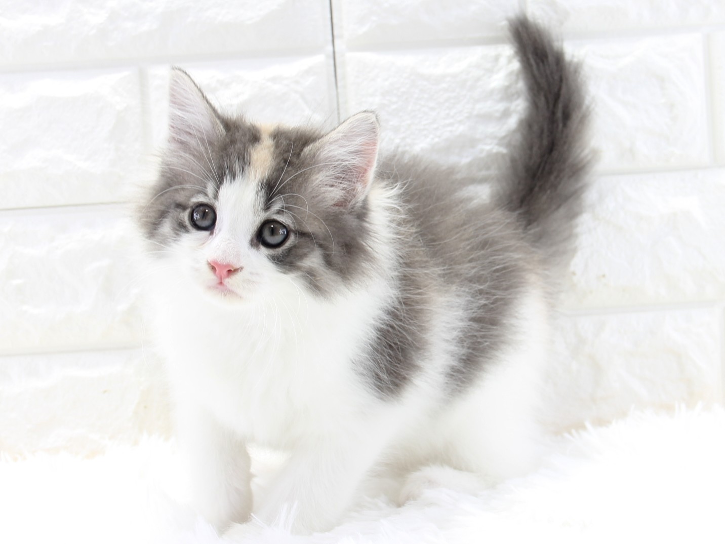 愛知県のノルウェージャンフォレストキャット (猫福家 名古屋南店/2026年2月20日生まれ/女の子/ブルーパッチドマッカレルタビーホワイト)の子猫の4枚目の画像