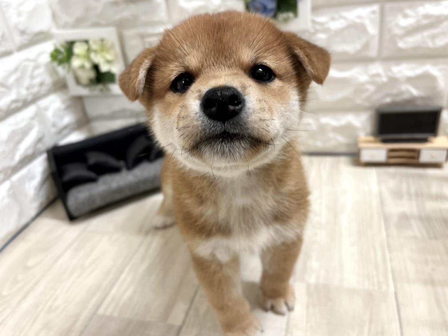2026年5月3日生まれの柴犬(標準サイズ)