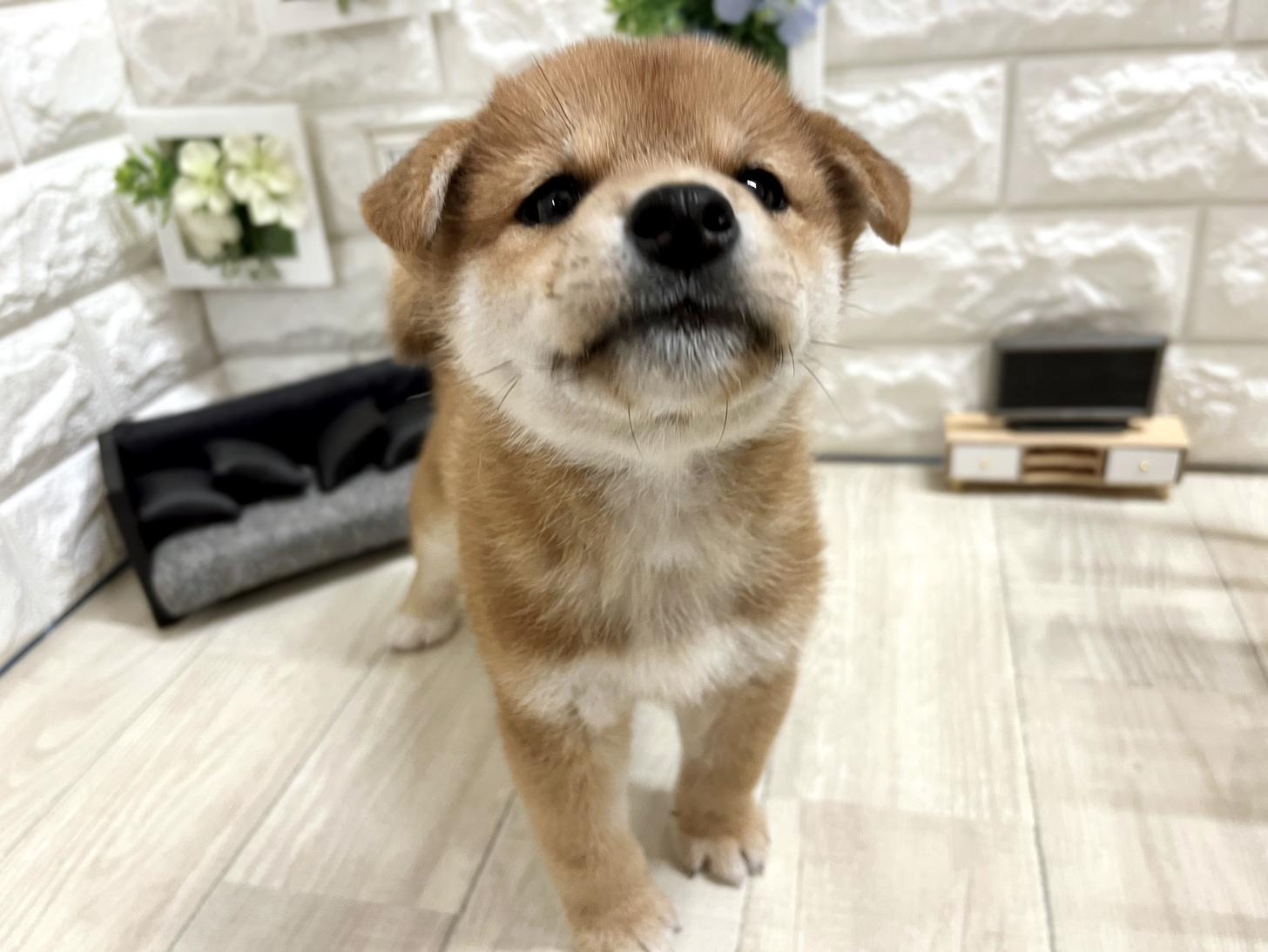 和歌山県の柴犬(標準サイズ) (DOGMAN和歌山中之島店/2026年5月3日生まれ/男の子/赤)の子犬の2枚目の画像