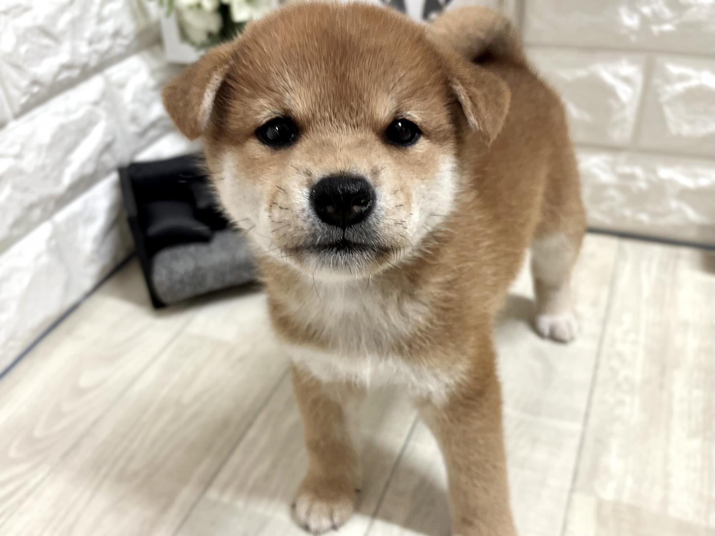 和歌山県の柴犬(標準サイズ) (DOGMAN和歌山中之島店/2026年5月3日生まれ/男の子/赤)の子犬の3枚目の画像
