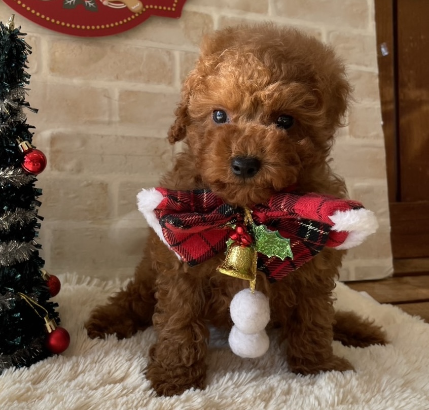 佐賀県のトイプードル(トイ) (スタードッグス新鳥栖店/2025年10月1日生まれ/男の子/レッド)の子犬の1枚目の画像