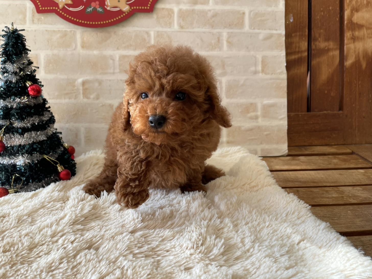 佐賀県のトイプードル(トイ) (スタードッグス新鳥栖店/2025年10月1日生まれ/男の子/レッド)の子犬の2枚目の画像