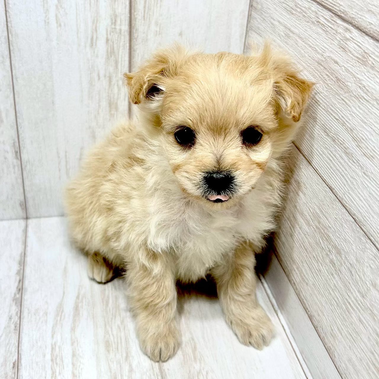 千葉県のポメプー(ポメラニアン×プードル) (ペピカあびこ店/2025年11月20日生まれ/女の子/アプリコット)の子犬
