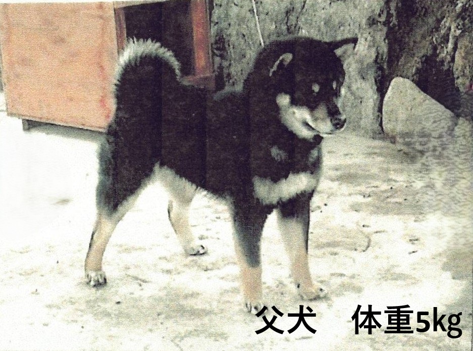 愛知県の豆柴 (丸弘ペットセンター/2026年6月19日生まれ/女の子/黒)の子犬の3枚目の画像