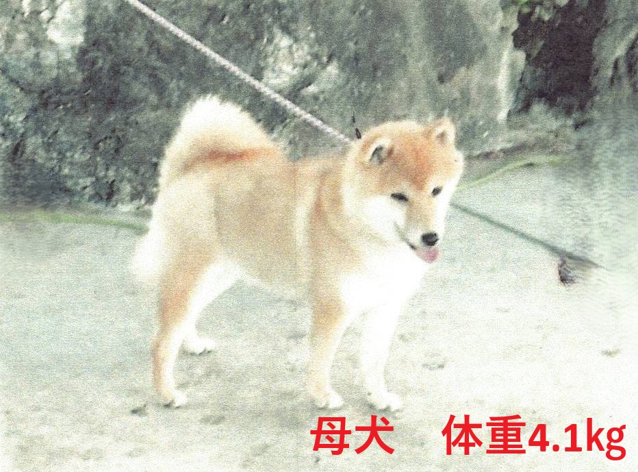 愛知県の豆柴 (丸弘ペットセンター/2026年6月19日生まれ/女の子/黒)の子犬の4枚目の画像