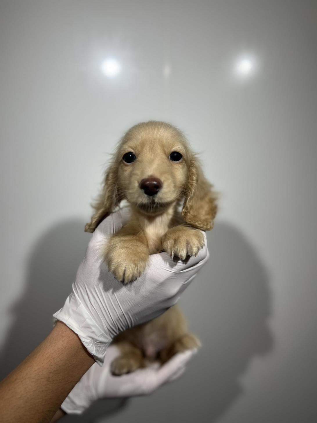 埼玉県のミニチュアダックスフンド(ロング) (ペッツスマイル加須インター店/2025年9月15日生まれ/男の子/イエロー)の子犬の1枚目の画像