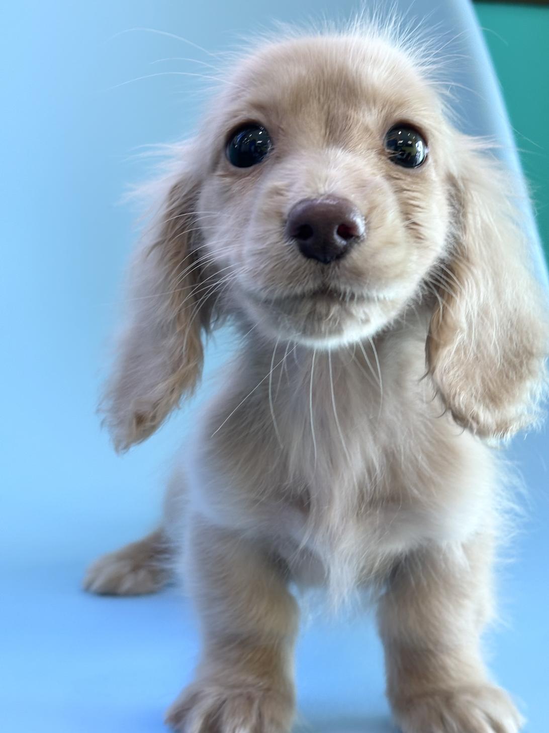 埼玉県のミニチュアダックスフンド(ロング) (ペッツスマイル加須インター店/2025年9月15日生まれ/男の子/イエロー)の子犬の1枚目の画像