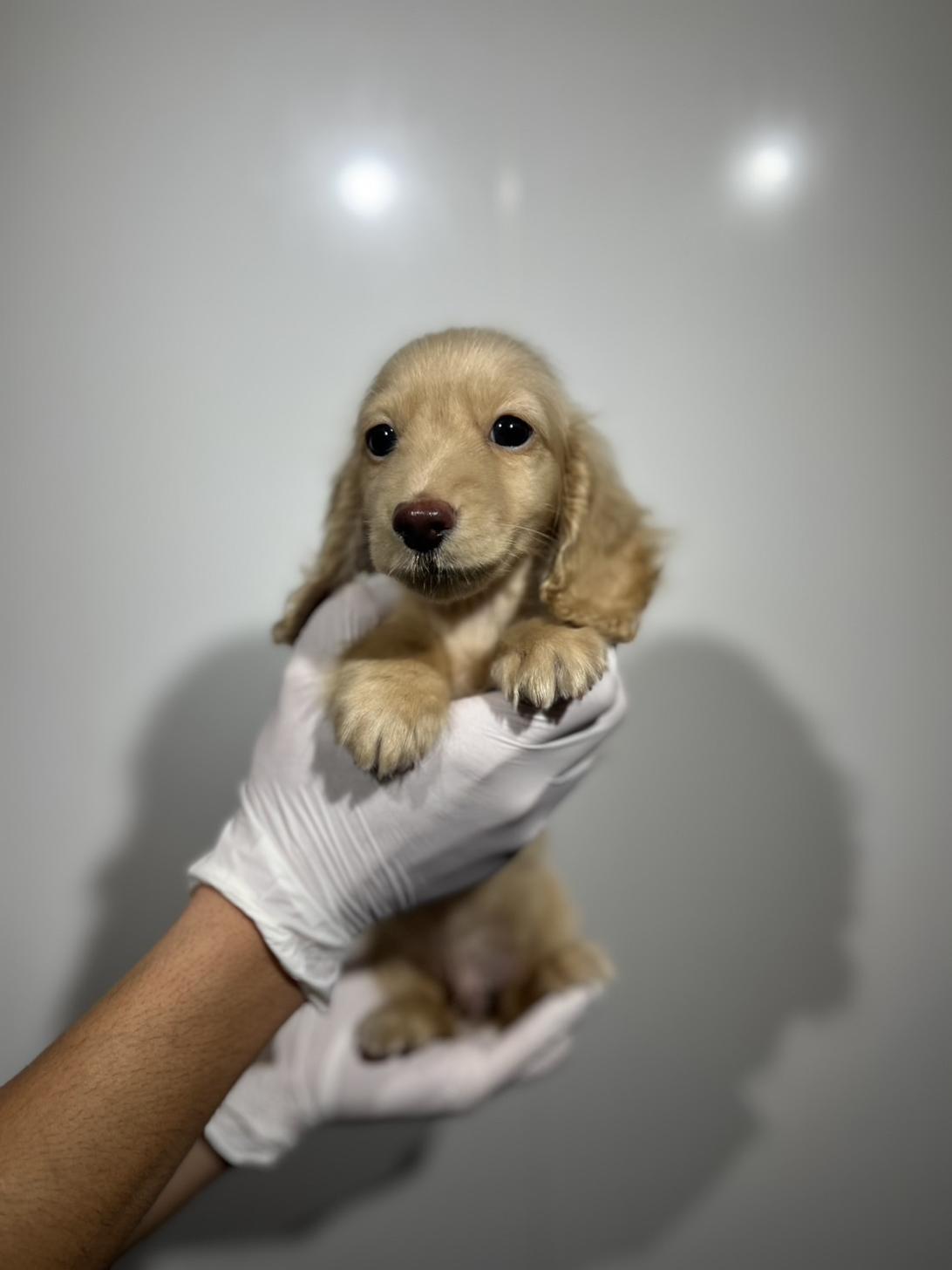 埼玉県のミニチュアダックスフンド(ロング) (ペッツスマイル加須インター店/2025年9月15日生まれ/男の子/イエロー)の子犬の2枚目の画像