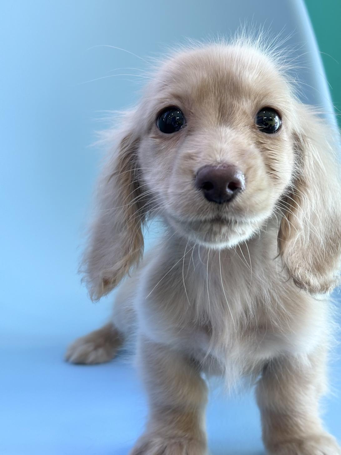 埼玉県のミニチュアダックスフンド(ロング) (ペッツスマイル加須インター店/2025年9月15日生まれ/男の子/イエロー)の子犬の2枚目の画像