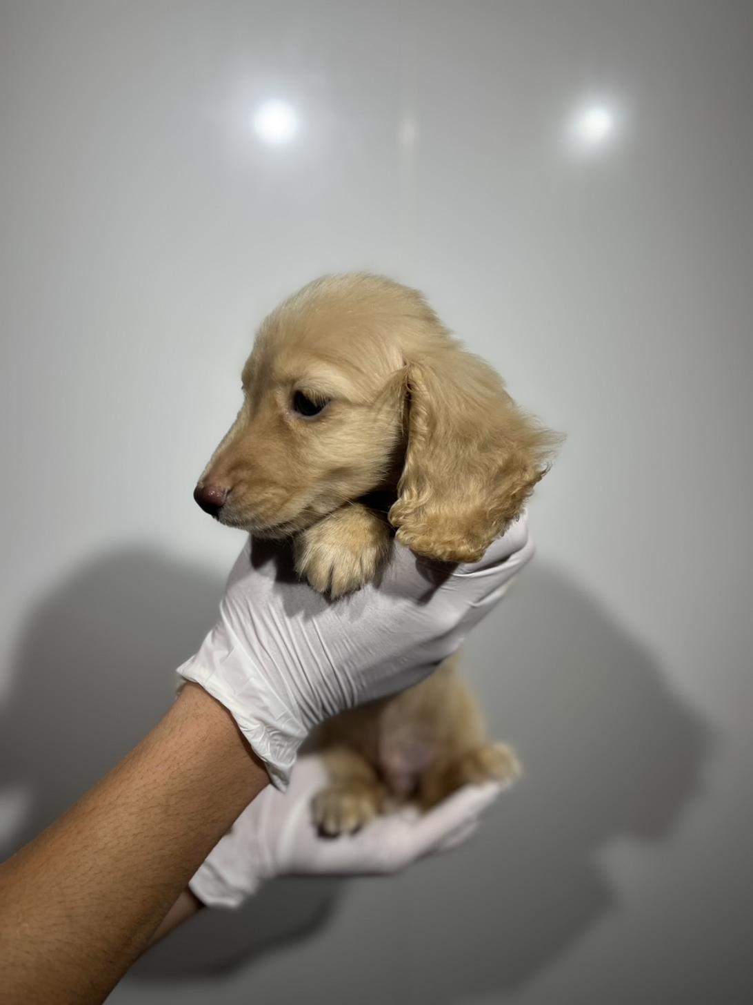 埼玉県のミニチュアダックスフンド(ロング) (ペッツスマイル加須インター店/2025年9月15日生まれ/男の子/イエロー)の子犬の3枚目の画像