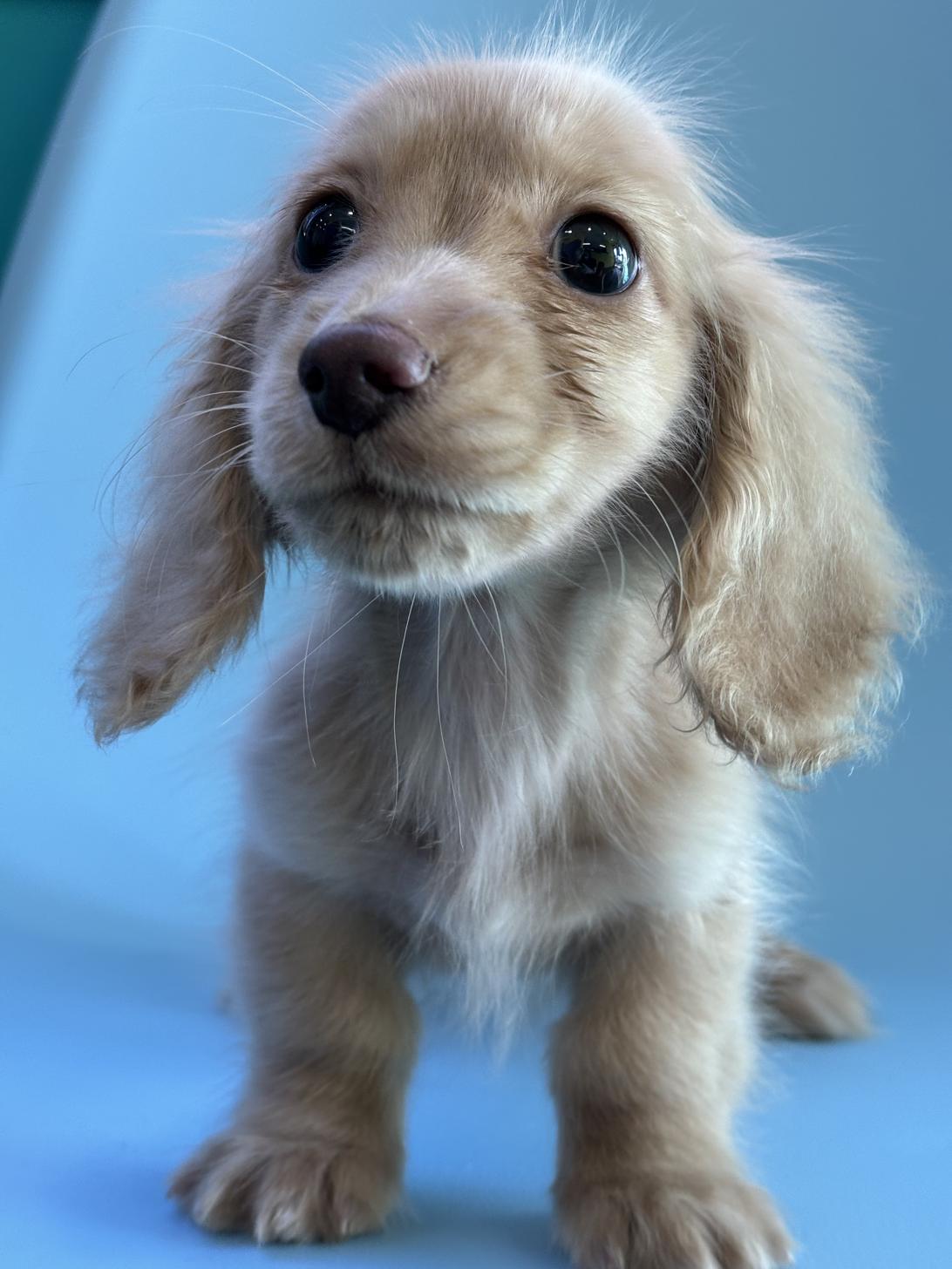 埼玉県のミニチュアダックスフンド(ロング) (ペッツスマイル加須インター店/2025年9月15日生まれ/男の子/イエロー)の子犬の3枚目の画像