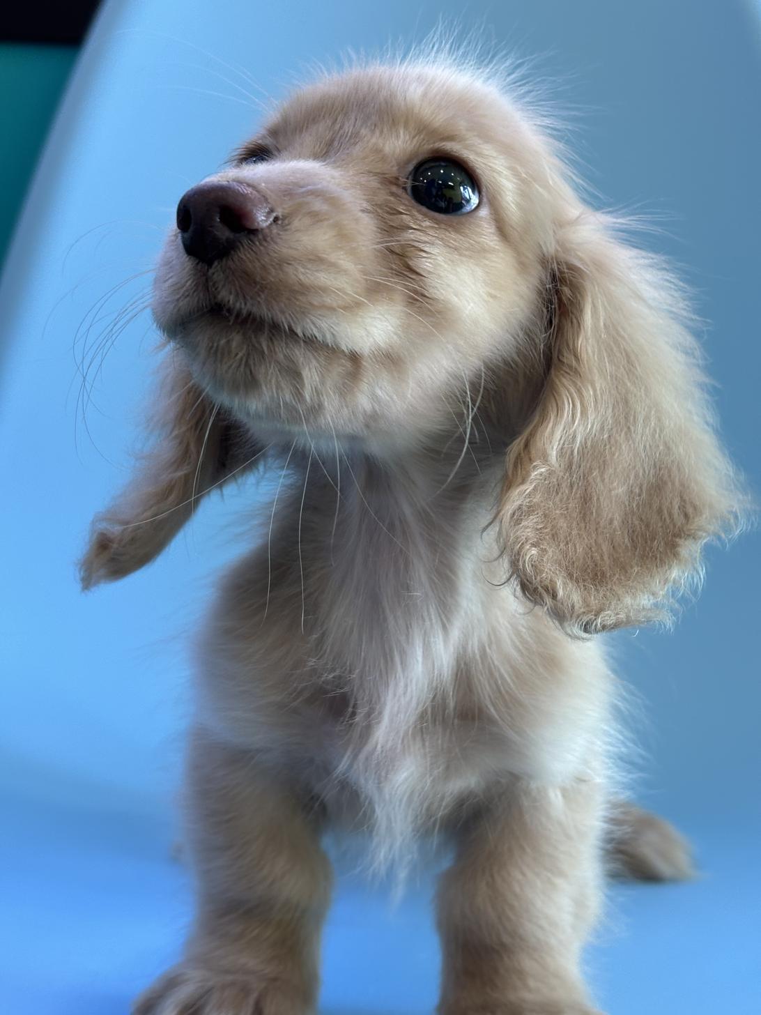 埼玉県のミニチュアダックスフンド(ロング) (ペッツスマイル加須インター店/2025年9月15日生まれ/男の子/イエロー)の子犬の4枚目の画像