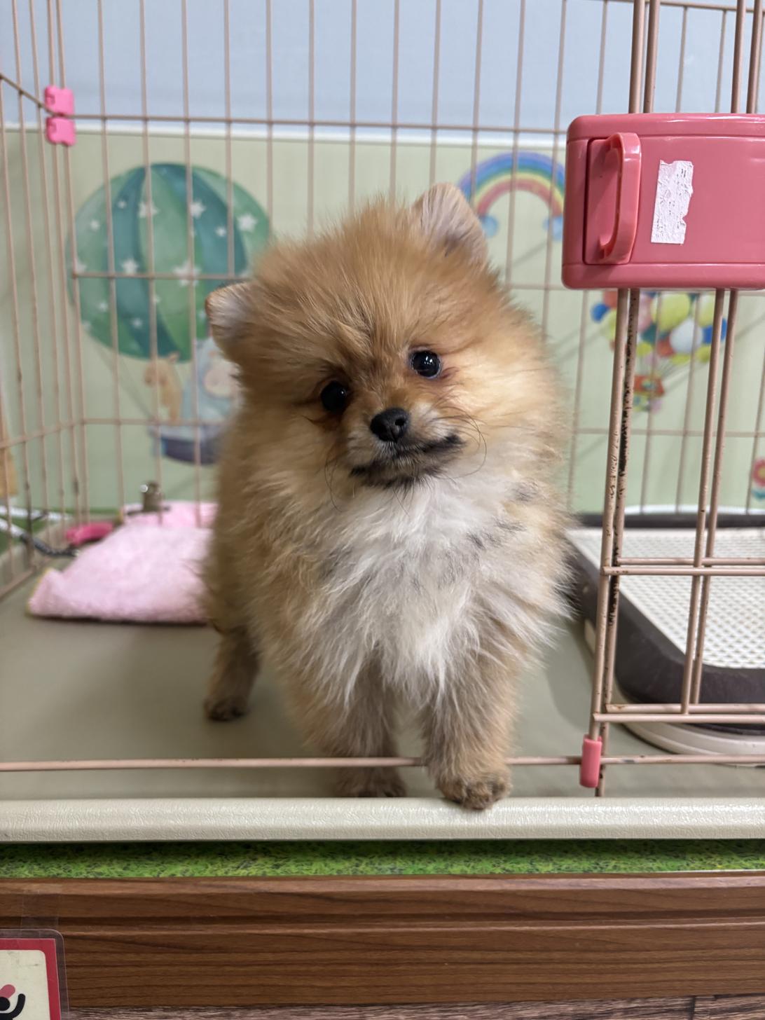 愛知県のポメラニアン (子いぬの足あと/2025年11月4日生まれ/女の子/オレンジ)の子犬