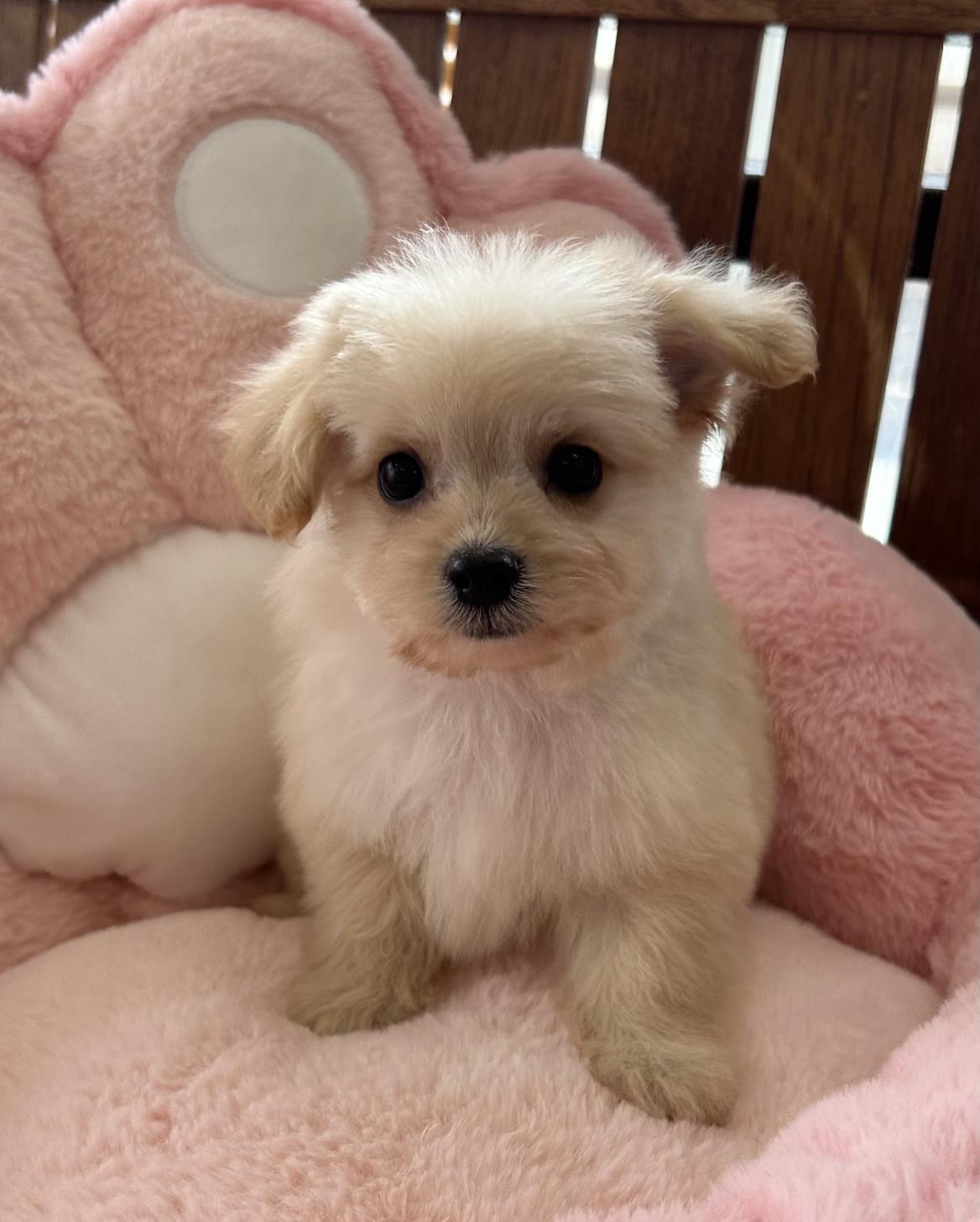 熊本県のマルプー(マルチーズ×プードル) (スタードッグス新熊本店/2025年12月7日生まれ/女の子/アプリコット)の子犬