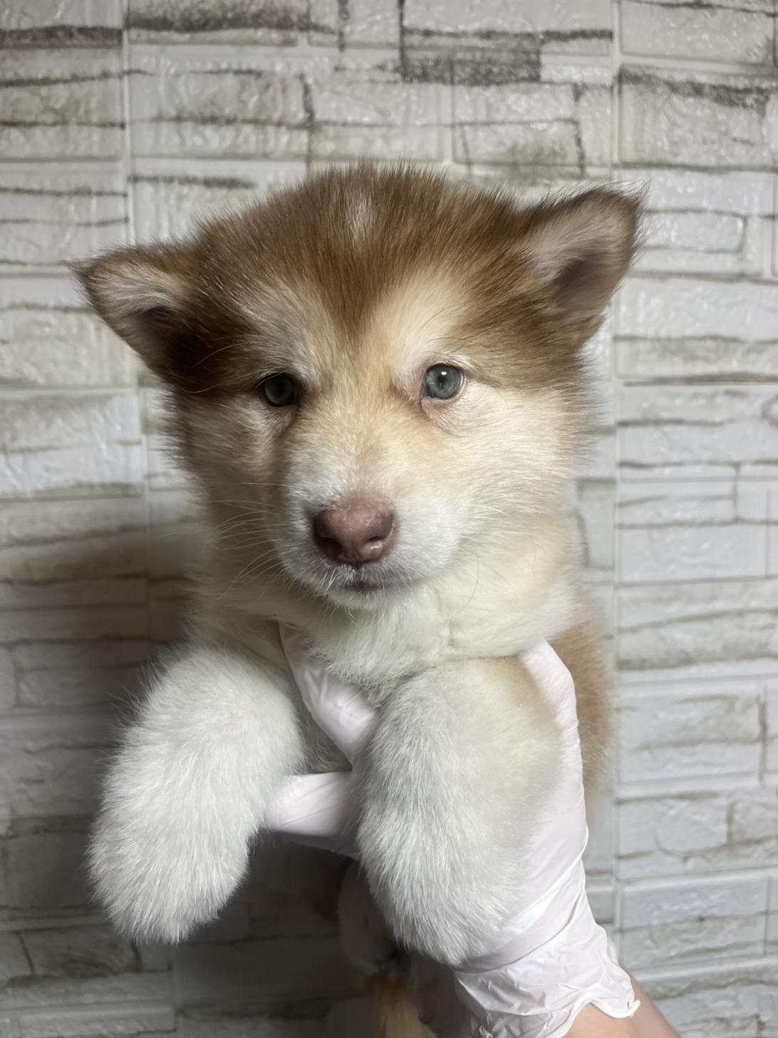 埼玉県のアラスカンマラミュート (ペッツスマイル南中野店/2025年12月9日生まれ/女の子/レッドホワイト)の子犬の1枚目の画像