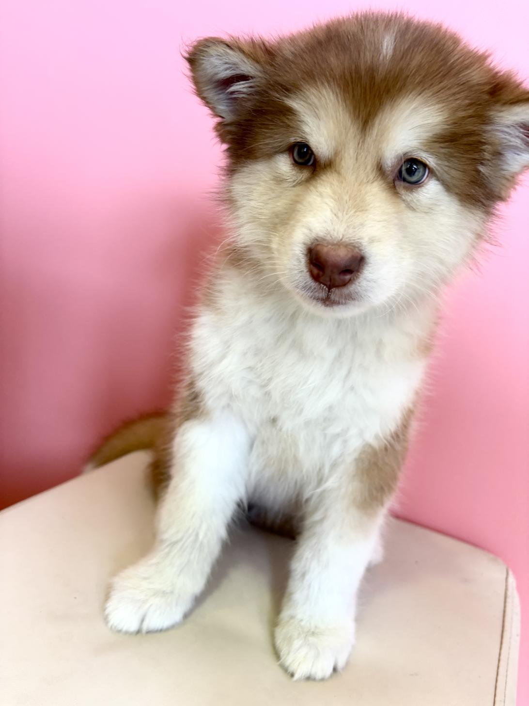 埼玉県のアラスカンマラミュート (ペッツスマイル南中野店/2025年12月9日生まれ/女の子/レッドホワイト)の子犬の1枚目の画像
