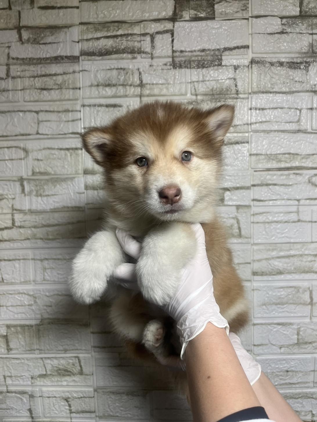 埼玉県のアラスカンマラミュート (ペッツスマイル南中野店/2025年12月9日生まれ/女の子/レッドホワイト)の子犬の2枚目の画像