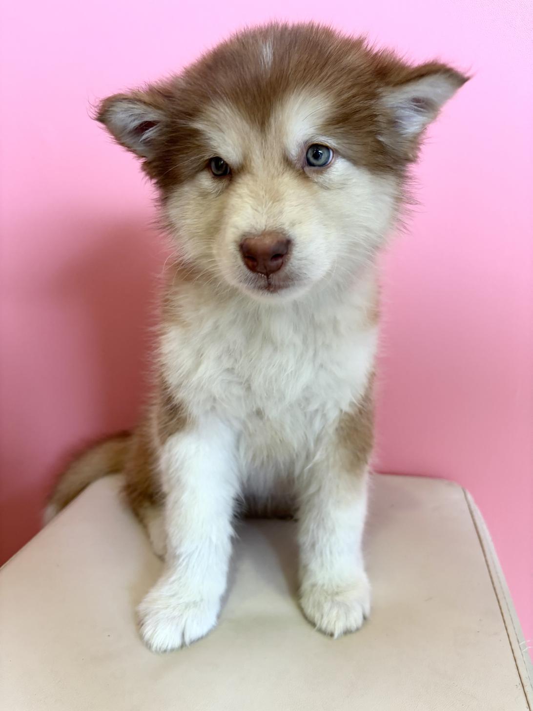 埼玉県のアラスカンマラミュート (ペッツスマイル南中野店/2025年12月9日生まれ/女の子/レッドホワイト)の子犬の2枚目の画像