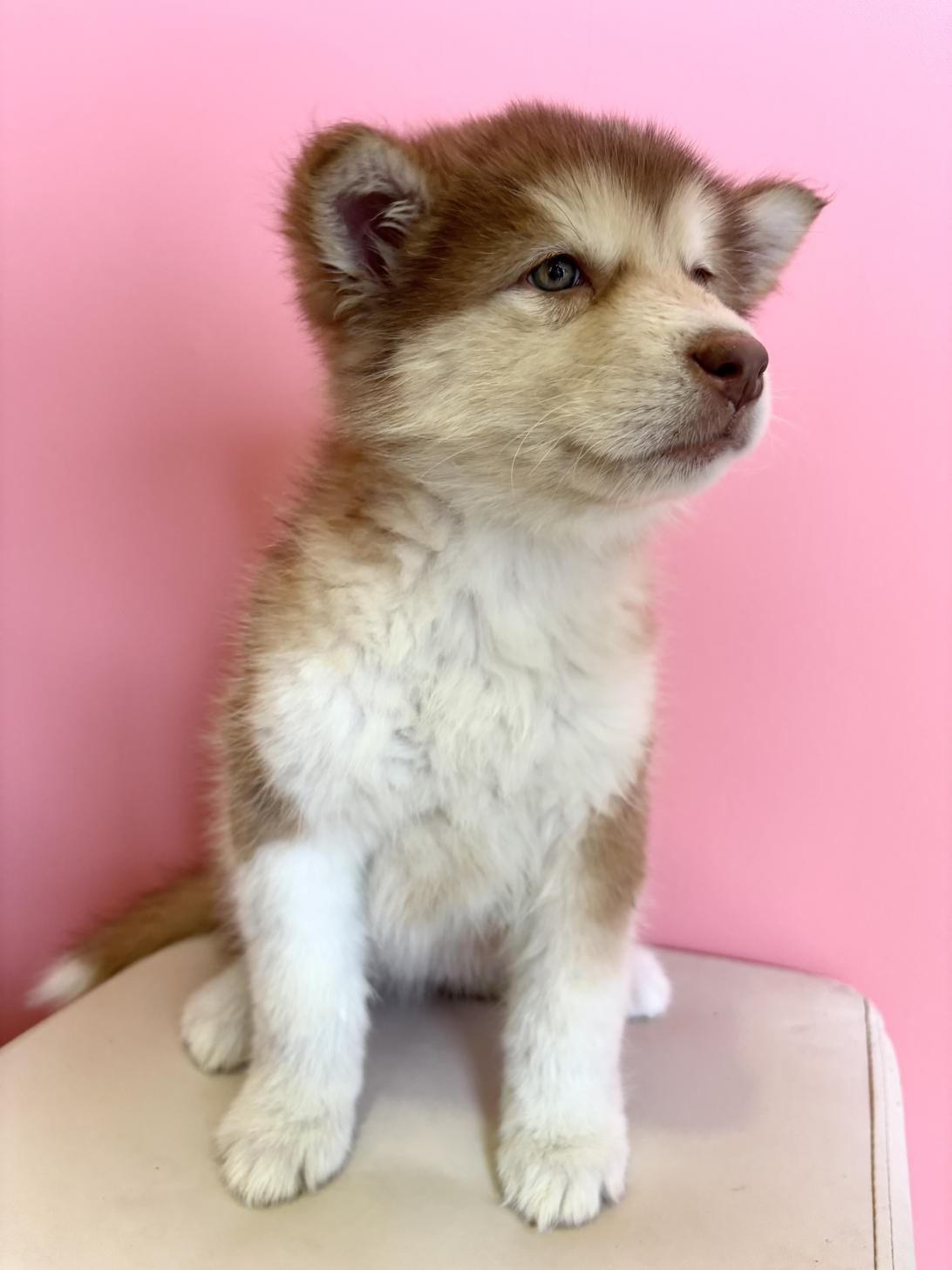 埼玉県のアラスカンマラミュート (ペッツスマイル南中野店/2025年12月9日生まれ/女の子/レッドホワイト)の子犬の3枚目の画像