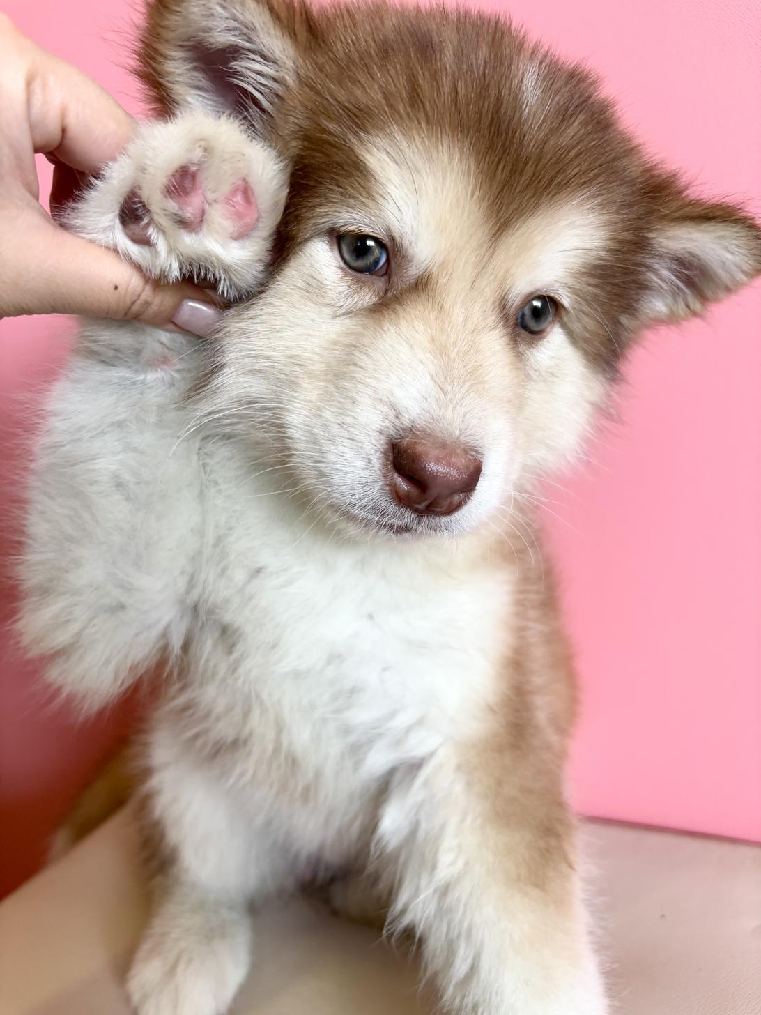 埼玉県のアラスカンマラミュート (ペッツスマイル南中野店/2025年12月9日生まれ/女の子/レッドホワイト)の子犬の4枚目の画像