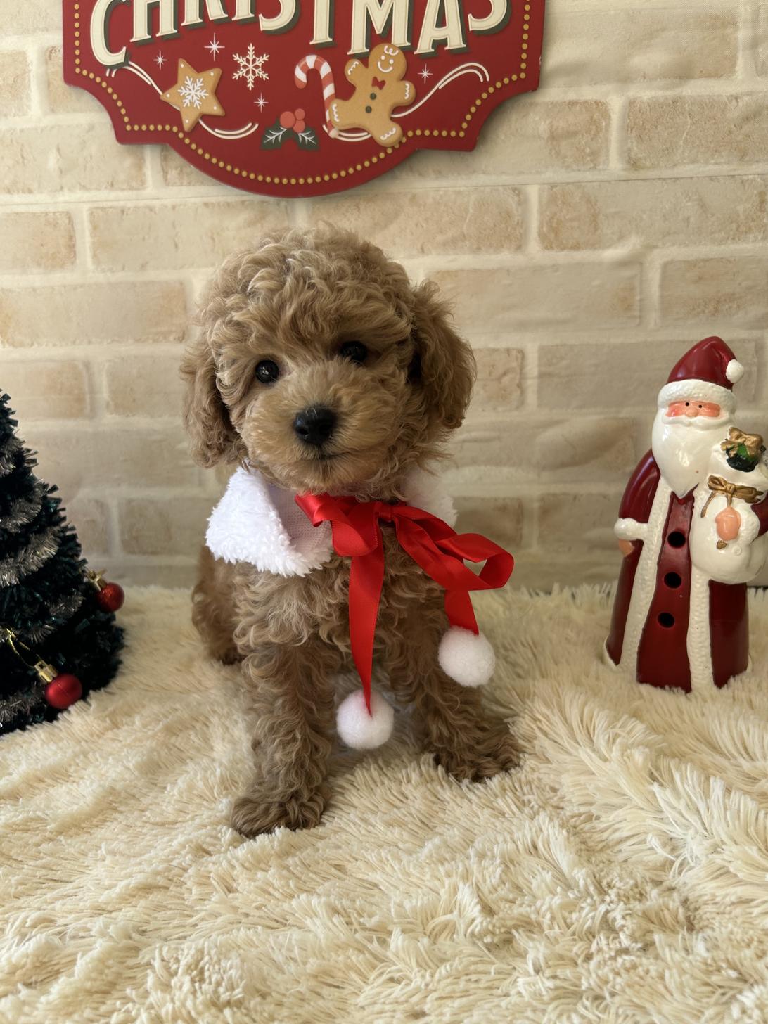 佐賀県のトイプードル(トイ) (スタードッグス新鳥栖店/2025年9月25日生まれ/女の子/アプリコット)の子犬の1枚目の画像