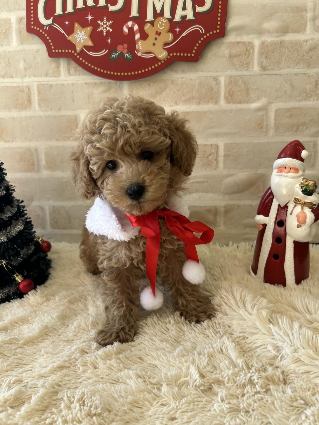 佐賀県のトイプードル(トイ) (スタードッグス新鳥栖店/2025年9月25日生まれ/女の子/アプリコット)の子犬の2枚目の画像