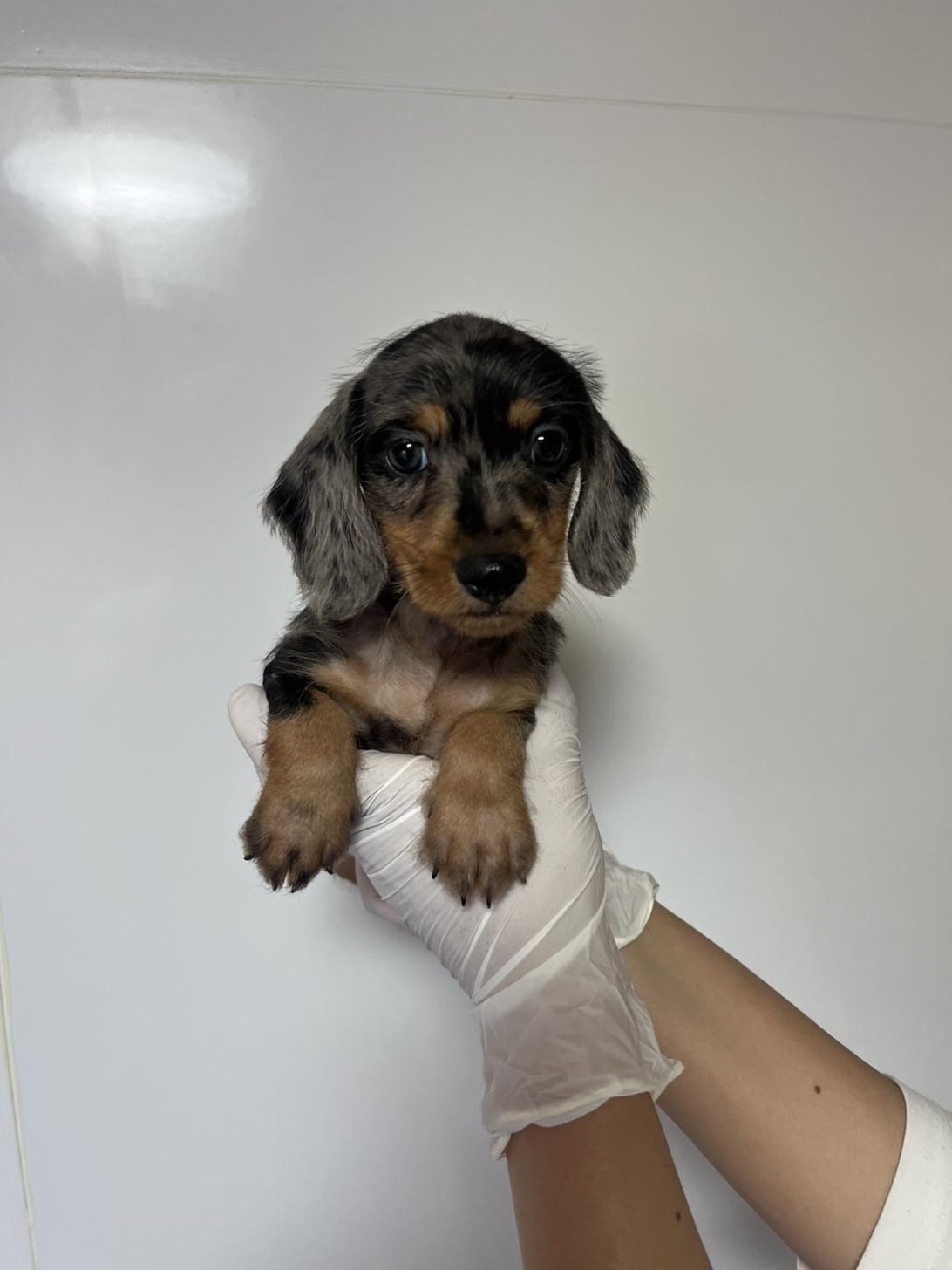 埼玉県のハーフ犬・ミックス犬 (ペッツスマイル加須インター店/2026年4月3日生まれ/男の子/シルバーダップル)の子犬の1枚目の画像