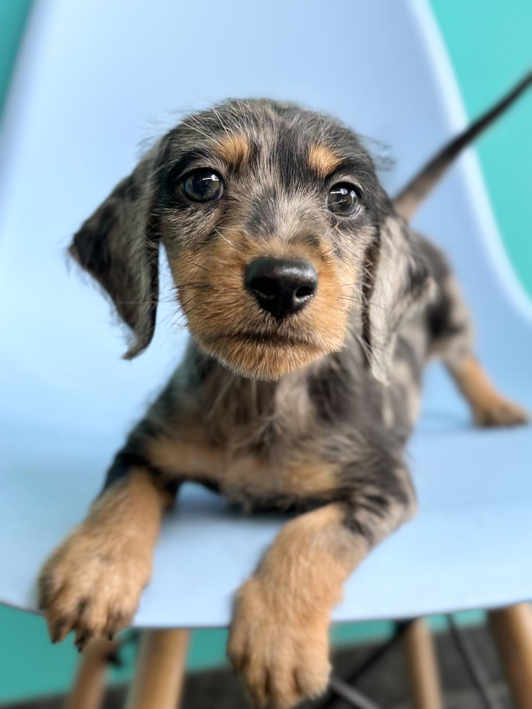 埼玉県のハーフ犬・ミックス犬 (ペッツスマイル加須インター店/2026年4月3日生まれ/男の子/シルバーダップル)の子犬の1枚目の画像