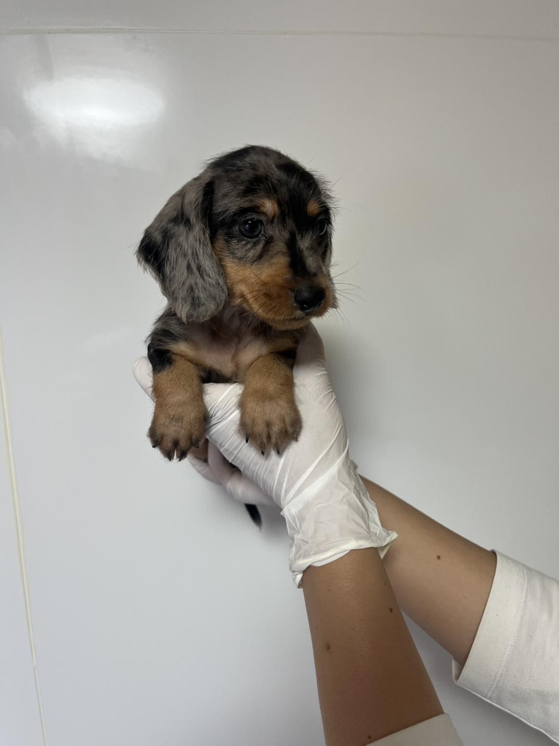 埼玉県のハーフ犬・ミックス犬 (ペッツスマイル加須インター店/2026年4月3日生まれ/男の子/シルバーダップル)の子犬の2枚目の画像