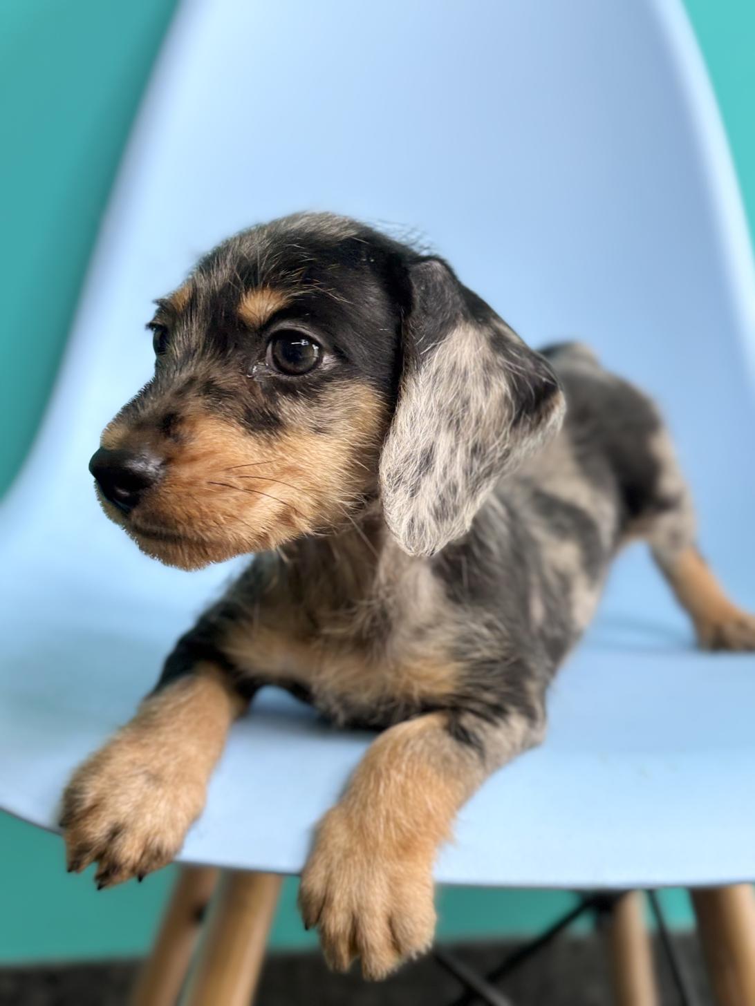 埼玉県のハーフ犬・ミックス犬 (ペッツスマイル加須インター店/2026年4月3日生まれ/男の子/シルバーダップル)の子犬の2枚目の画像