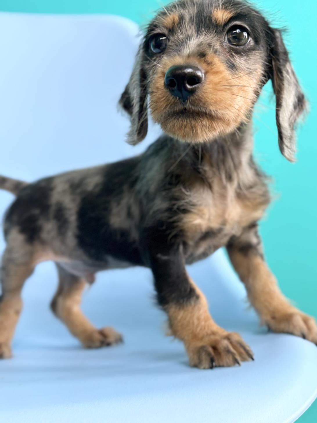 埼玉県のハーフ犬・ミックス犬 (ペッツスマイル加須インター店/2026年4月3日生まれ/男の子/シルバーダップル)の子犬の3枚目の画像