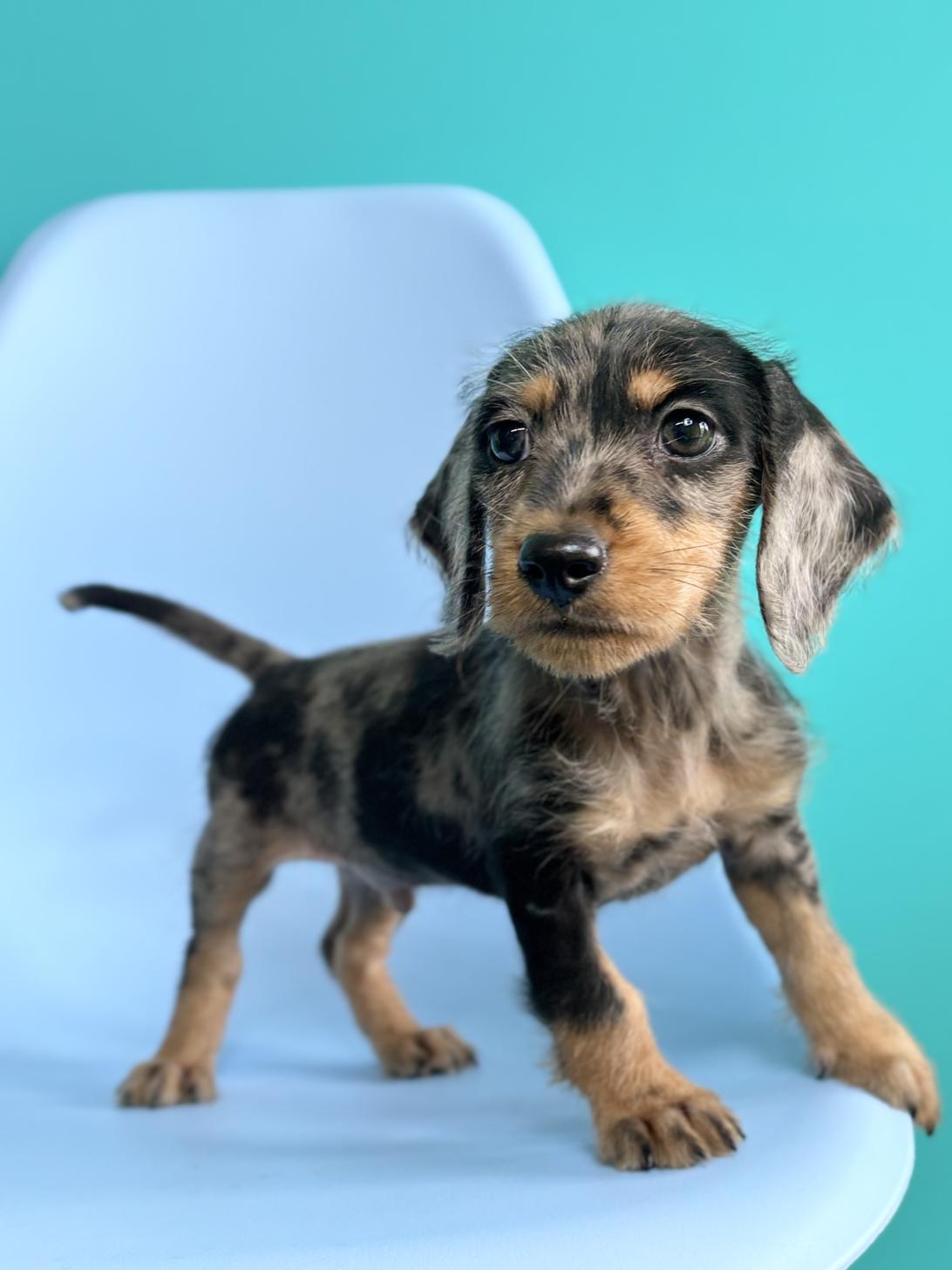 埼玉県のハーフ犬・ミックス犬 (ペッツスマイル加須インター店/2026年4月3日生まれ/男の子/シルバーダップル)の子犬の4枚目の画像