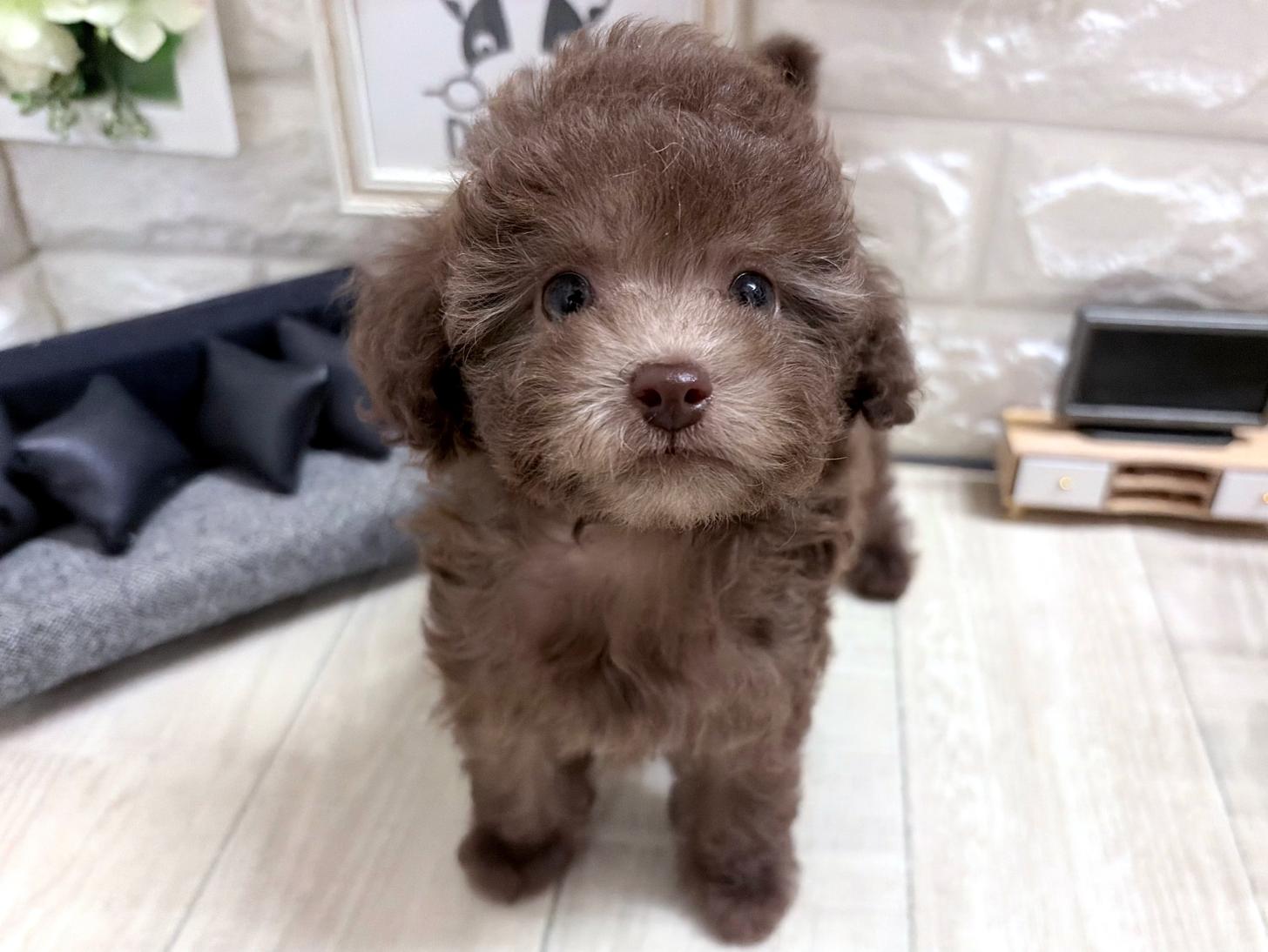 大阪府のトイプードル(トイ) (DOGMAN平野瓜破店/2026年6月6日生まれ/女の子/シルバーベージュ)の子犬の3枚目の画像