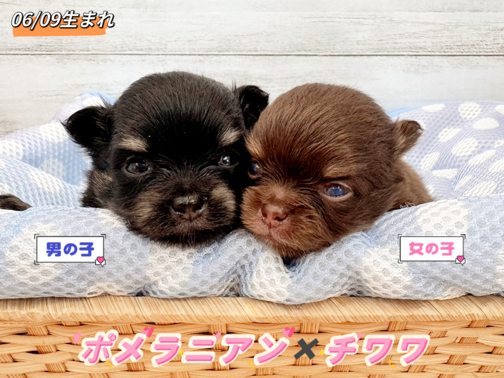 新潟県のポメチワ/チワポメ/ポメチー(ポメラニアン×チワワ) (竹内ペット 新潟西店/2026年6月9日生まれ/男の子/その他色)の子犬の1枚目の画像