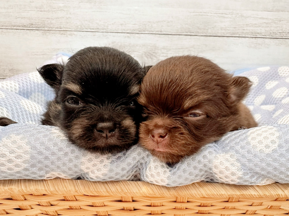 新潟県のポメチワ/チワポメ/ポメチー(ポメラニアン×チワワ) (竹内ペット 新潟西店/2026年6月9日生まれ/男の子/その他色)の子犬の3枚目の画像